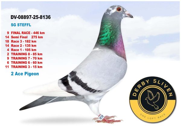 9 place DV-08897-25-8136 – SG STEFFL